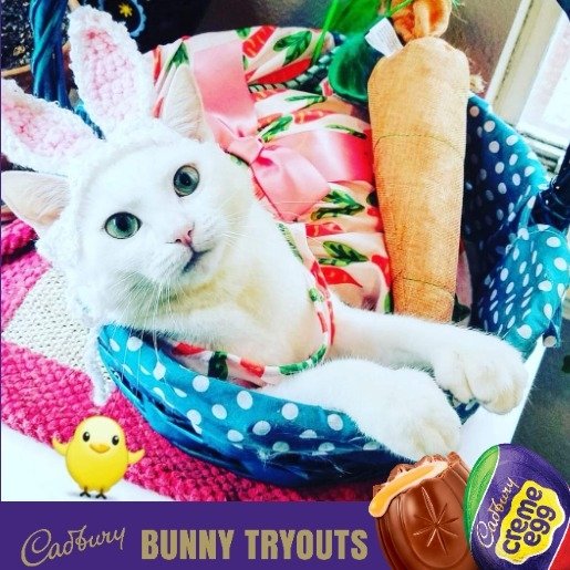 Denton Cat in Top 10 Running for the Next Cadbury Bunny - Vimarsana News