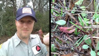 On Saturday, Ohio native Dirk Parker made a rare sighting after discovering a pink grasshopper while working in Woodland, TX.