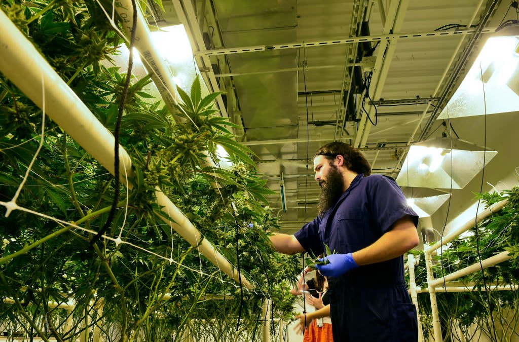 Recreational Cannabis Is About to Be Legal in New Jersey—Here's What You Should Expect, Dispensaries Say - Vimarsana News