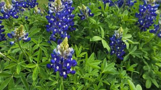 [tint-NBC_DFW] [EXTERNAL] Bluebonnet Photos