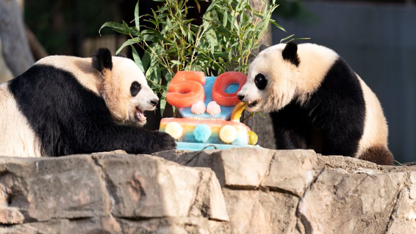 Giant pandas Mei Xiang, left and her cub Xiao Qi Ji eat a fruitsicle cake in celebration of the Smithsonian’s National Zoo and Conservation Biology Institute, 50 years of achievement in the care, conservation, breeding and study of giant pandas at The Smithsonian’s National Zoo in Washington, Saturday, April 16, 2022.