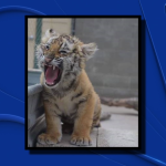 A baby tiger that was confiscated in Laredo on Friday is now at its new home at In-Sync Exotics Wildlife Rescue and Educational Center in Wylie.