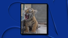 A baby tiger that was confiscated in Laredo on Friday is now at its new home at In-Sync Exotics Wildlife Rescue and Educational Center in Wylie.