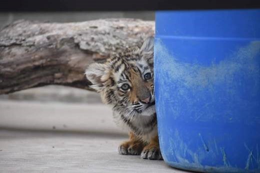 PHOTOS: Texas has 2 newborn tiger cubs