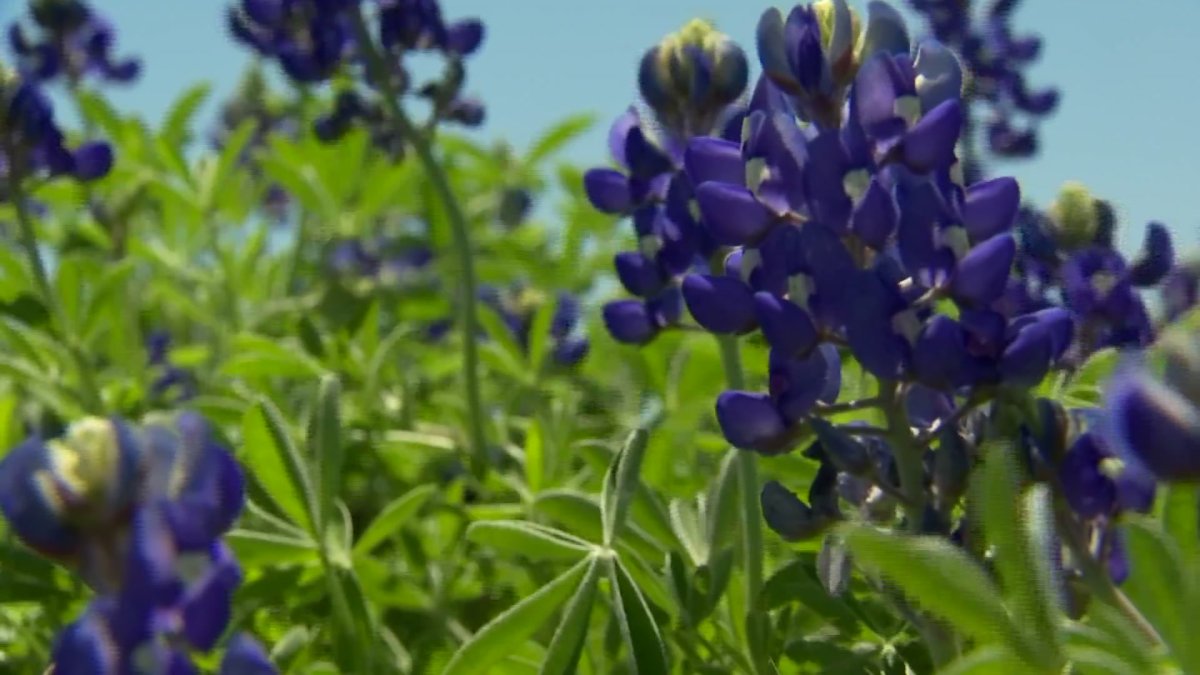 Ennis Trails and Festival Kicks Off NBC 5 DallasFort Worth