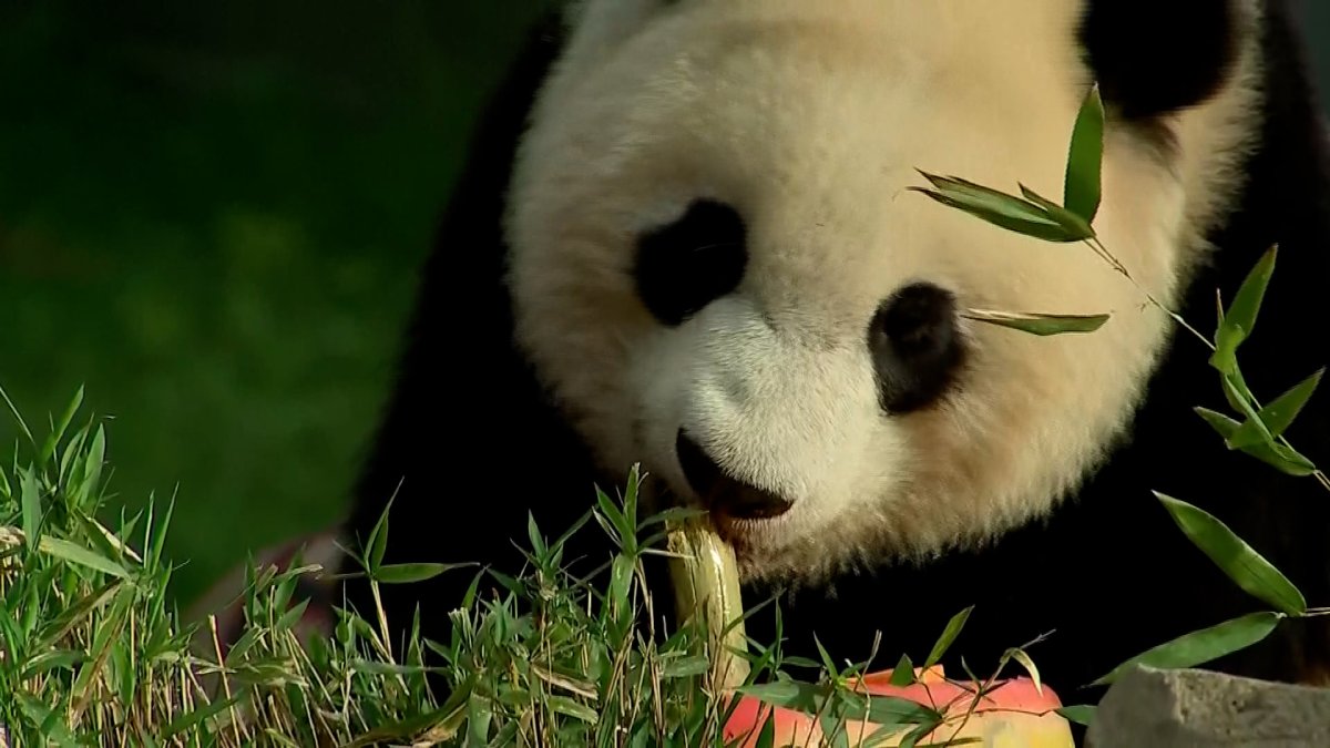 Pandas Devour Ice Cake to Celebrate 50 Years at National Zoo – NBC 5 Dallas-Fort  Worth