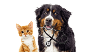 cat with a dog holding a stethascope