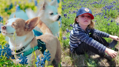 Bluebonnets in Bloom: Chico, Ruby and Tommy