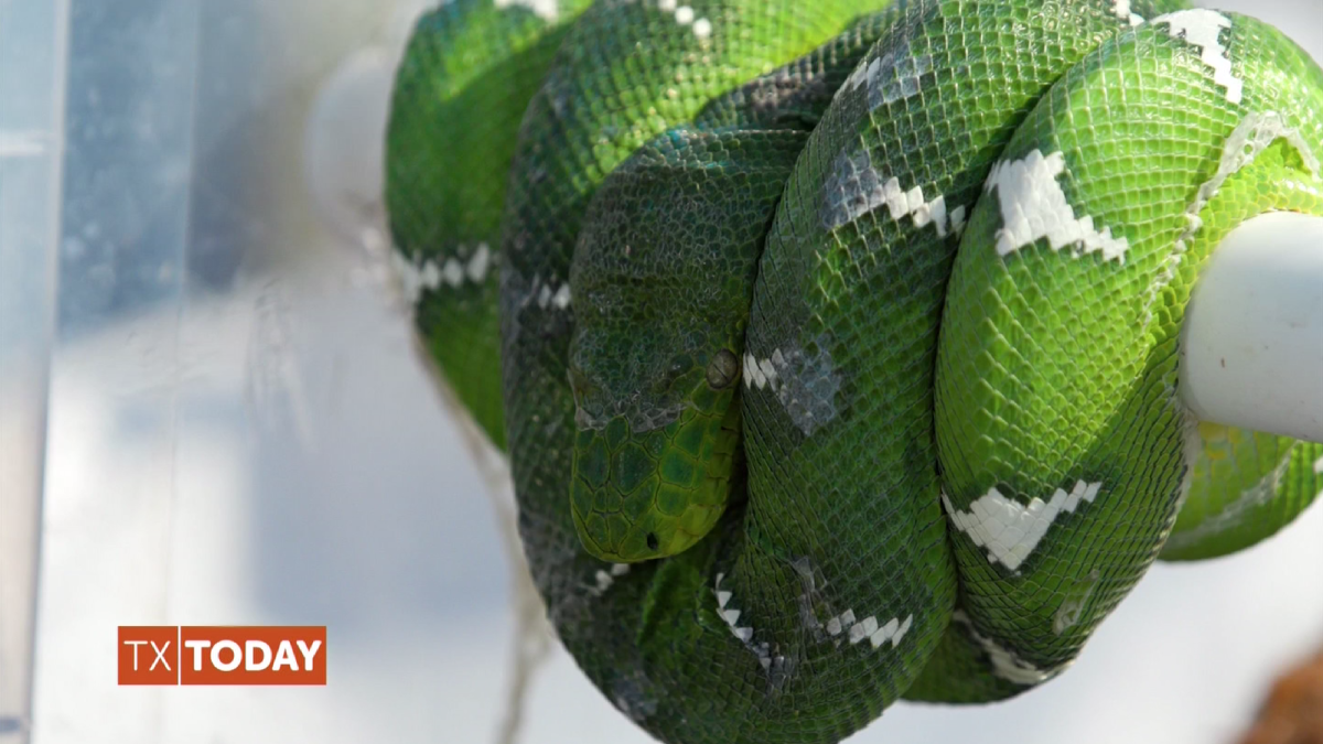 All Things Reptiles With YOX2 Reptiles! NBC 5 DallasFort Worth