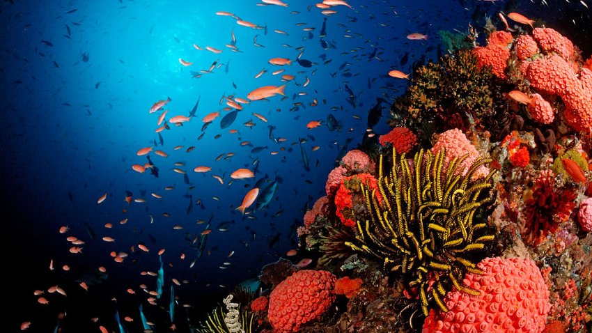 Alongside their natural beauty, coral reefs have an important role to play in the natural world. According to the National Oceanic and Atmospheric Administration, around one quarter of the ocean’s fish rely on healthy coral reefs.