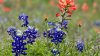 Experts Predict a Vibrant, Early Texas Wildflower Season in 2023