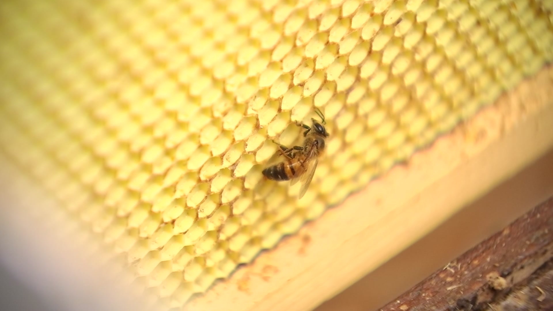 Dallas Couple Turns Beekeeping Hobby Into Fulltime Business – NBC 5 Dallas-Fort Worth