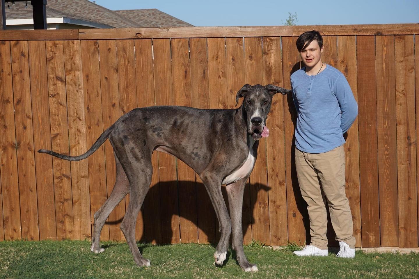 Photos Bedford Great Dane Zeus Is Officially The World s Tallest Dog photos-bedford-great-dane-zeus-is-officially-the-world-s-tallest-dog