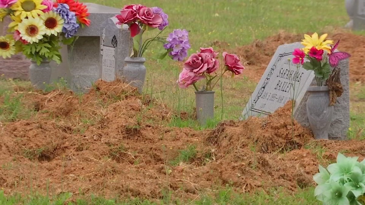 Cemetrary Trapper Wild Hogs Desecrate Graves at North Texas Cemetery – NBC 5 Dallas-Fort ...