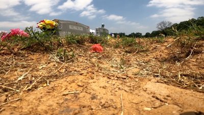 Wild Hogs Desecrate Graves at Lincoln Memorial Cemetery