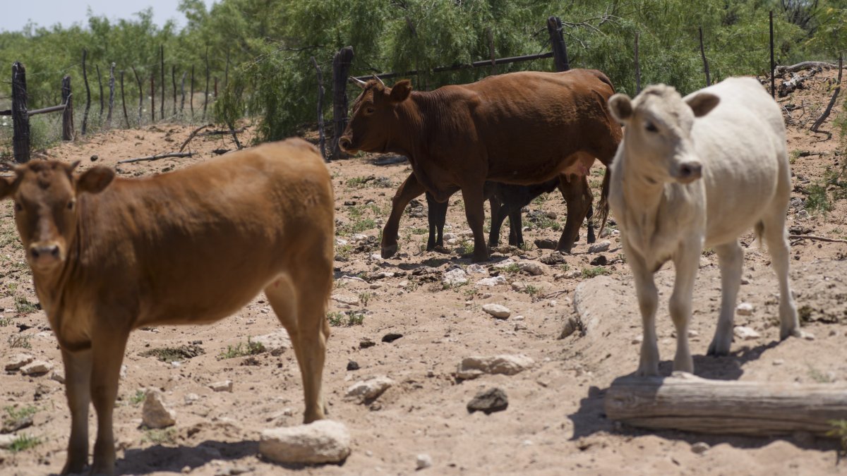 Rural West Texas Official Arrested, Charged With Stealing Cattle - Vimarsana News