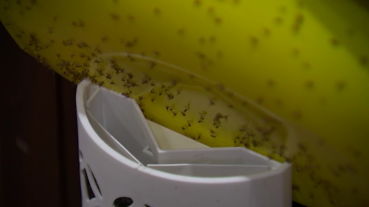 Gnats Invade Waxahachie Neighborhood, Nearby Business Blamed – NBC 5 Dallas-Fort Worth