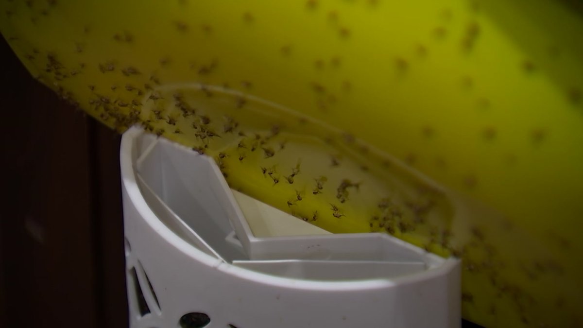 Gnats Invade Waxahachie Neighborhood, Nearby Business Blamed – NBC 5 Dallas-Fort Worth - Vimarsana News