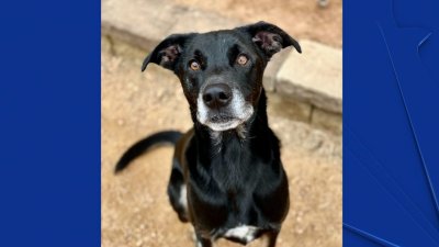 Pet of the Week: Andy