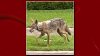 Search for Coyote Continues After 2-Year-Old Attacked, Critically Injured: Police