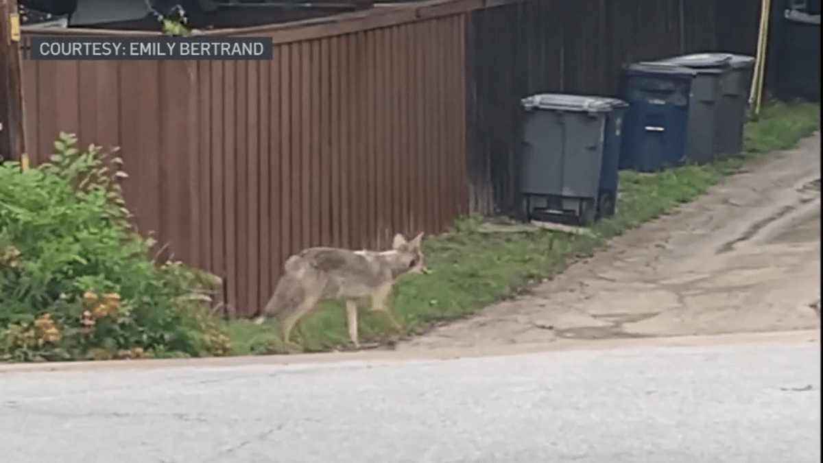Search underway for 'extremely dangerous' coyote that attacked Dallas  2-year-old