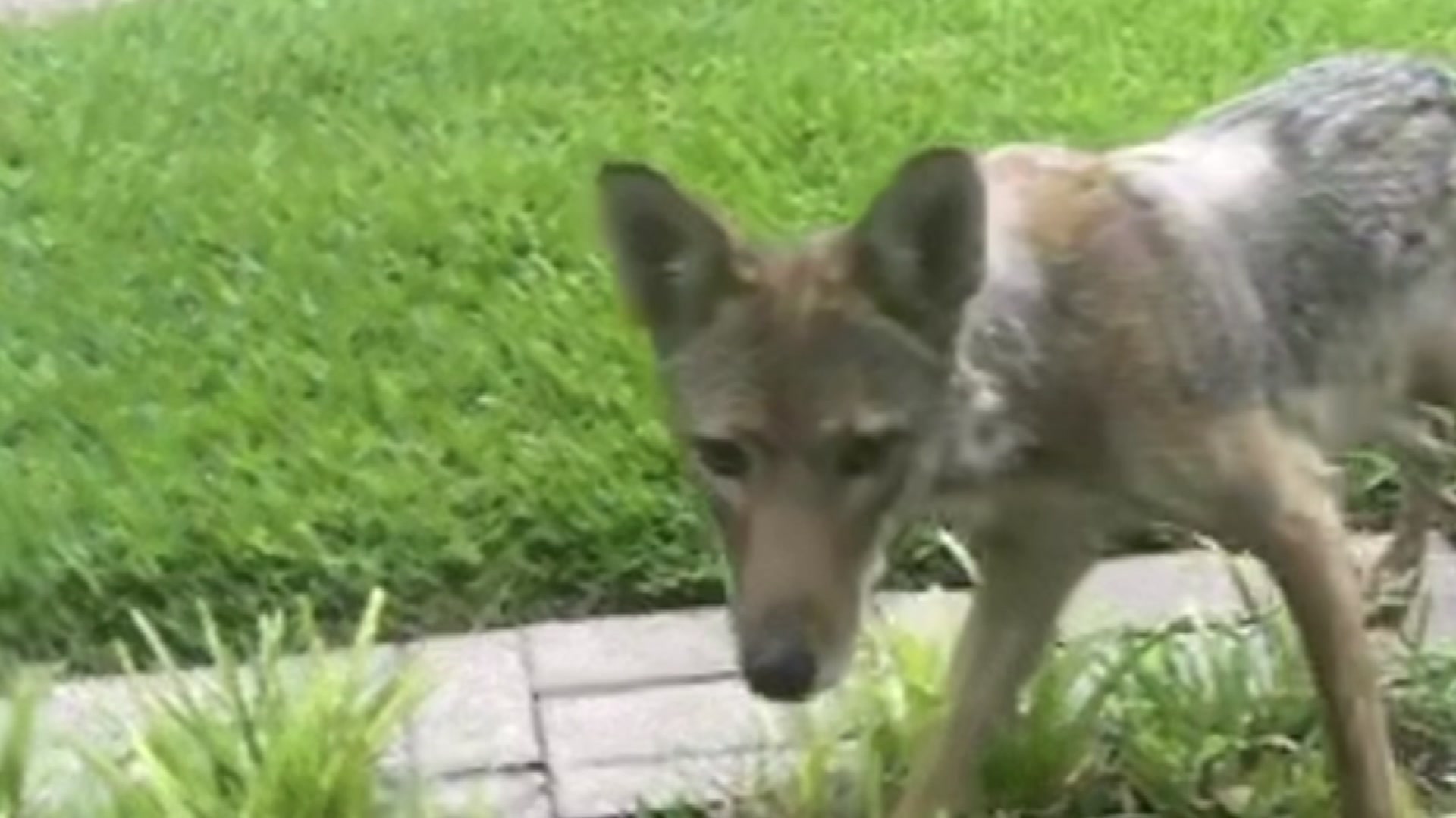 Search underway for 'extremely dangerous' coyote that attacked Dallas  2-year-old
