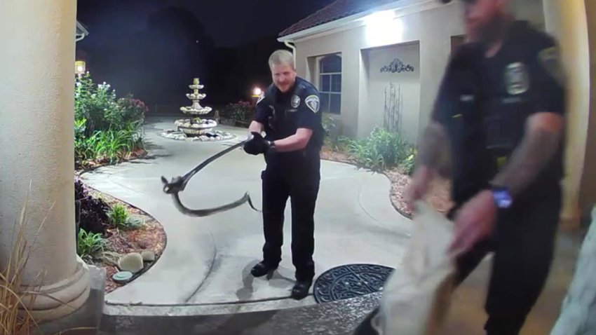 What To Do If You Spot a Snake