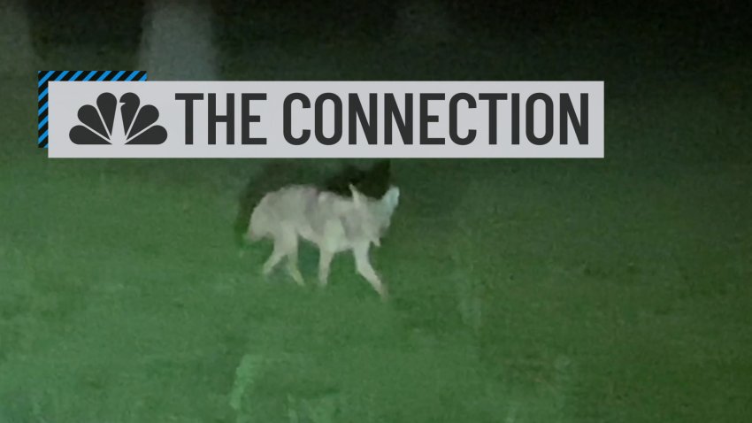 Coyote Attack Prompts New Tracking Efforts: The Connection