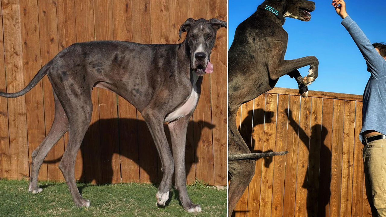 3 legged hot sale great dane