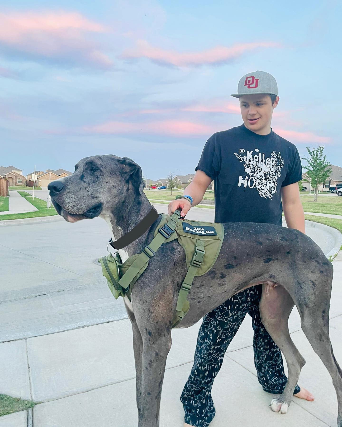 Photos Bedford Great Dane Zeus Is Officially The World s Tallest Dog photos-bedford-great-dane-zeus-is-officially-the-world-s-tallest-dog