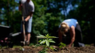 marijuana plant