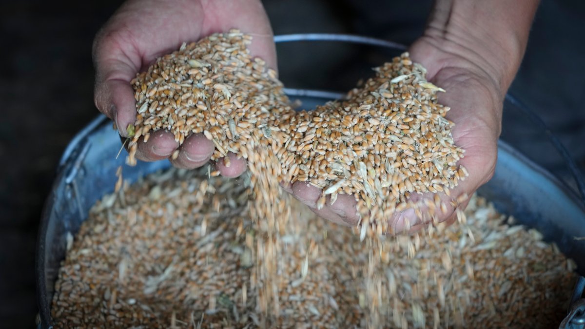 EXPLAINER: How Did the Russia-Ukraine War Trigger a Food Crisis? - Vimarsana News