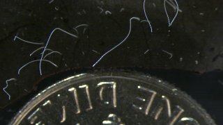 This microscope photo provided by the Lawrence Berkeley National Laboratory in June 2022 shows thin strands of Thiomargarita magnifica bacteria cells next to a U.S. dime coin.