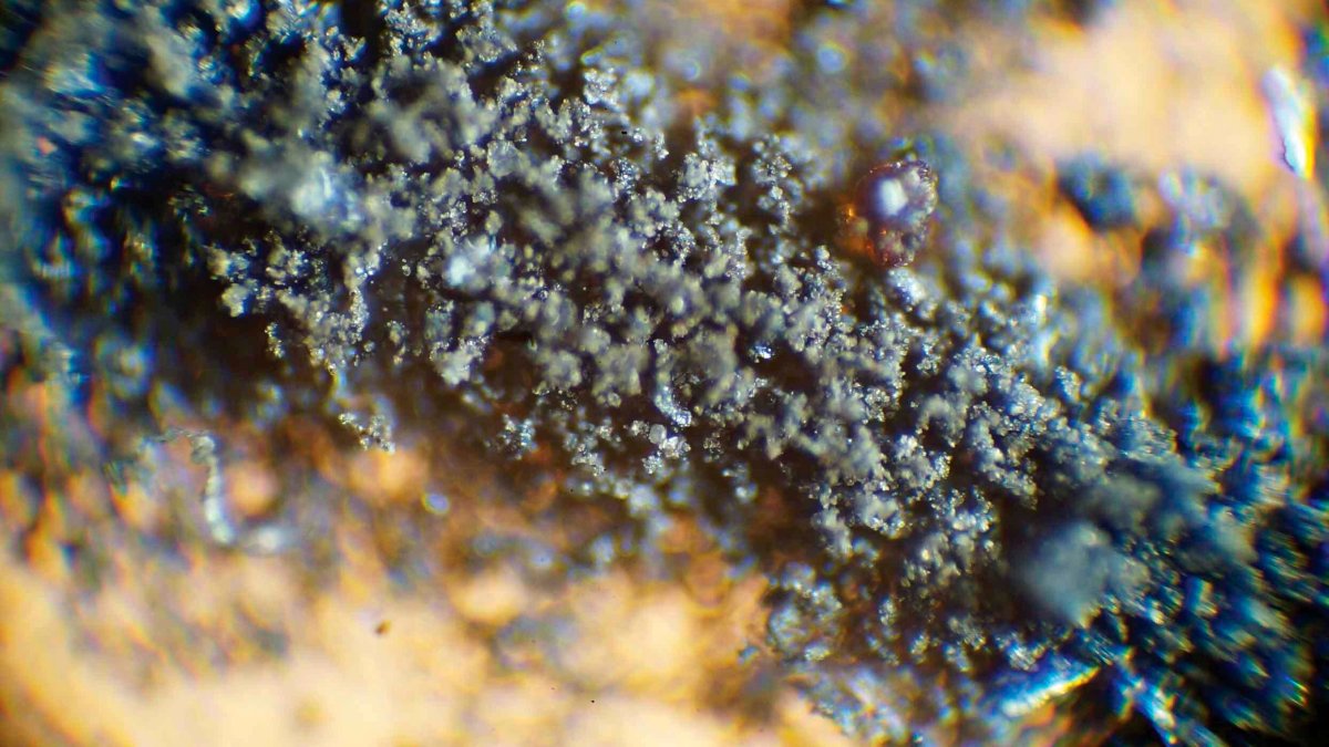 NASA Demands Moon Dust, Cockroach Carcasses Be Returned – NBC 5 Dallas-Fort Worth - Vimarsana News