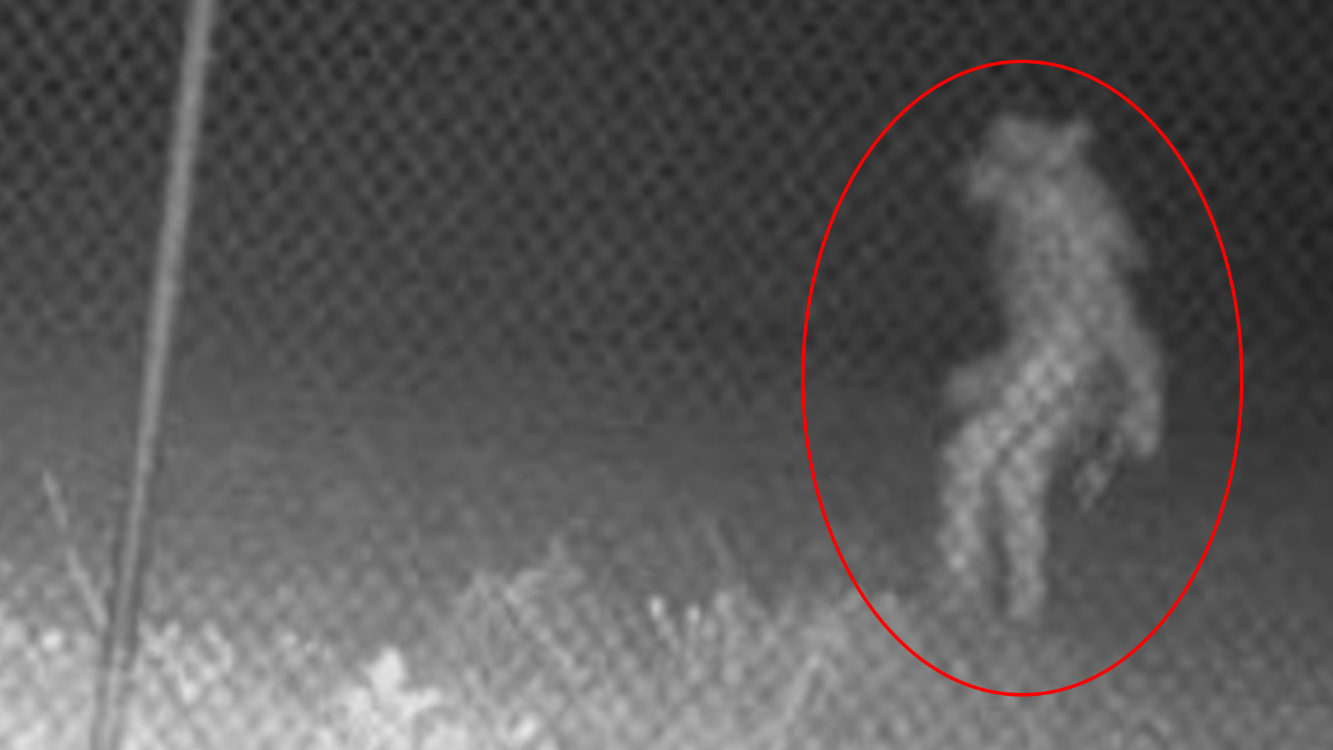 What Exactly Is This? ‘Unidentified Amarillo Object' Caught on
Camera at Zoo