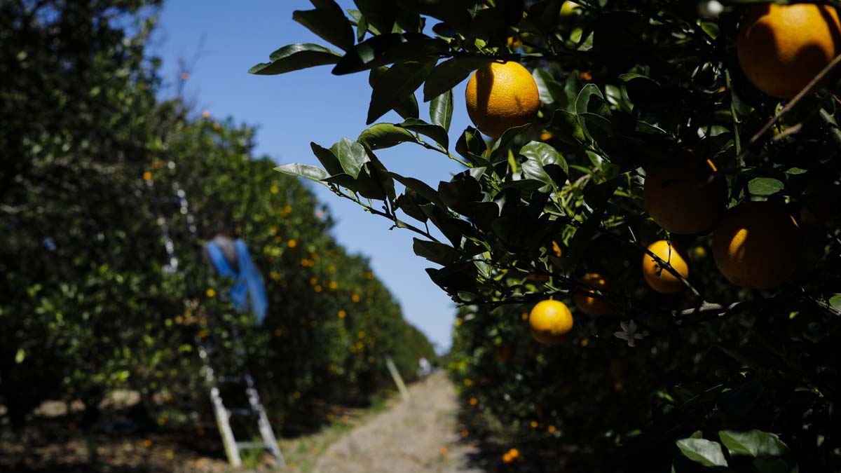 tangerine tree tangerine tree