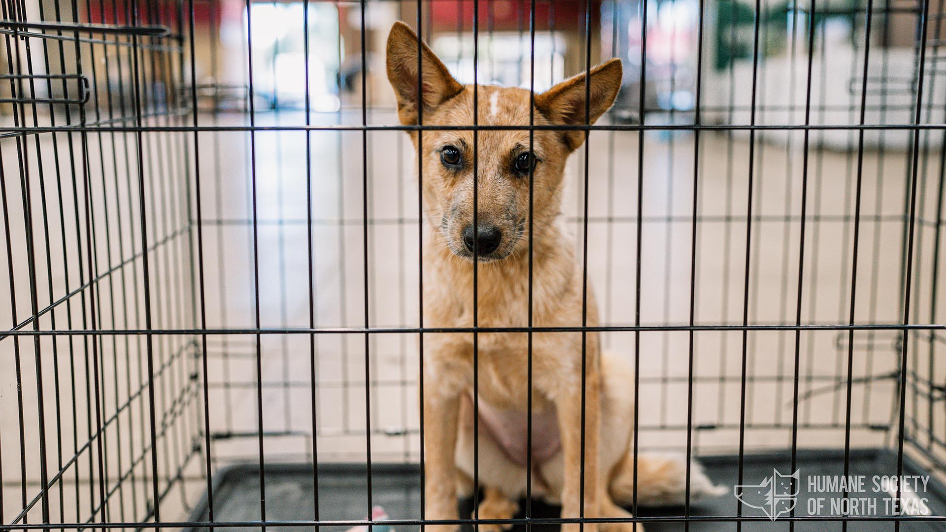 To save the lives of homeless pets. snake river animal shelter facebook Delaine Jacobson