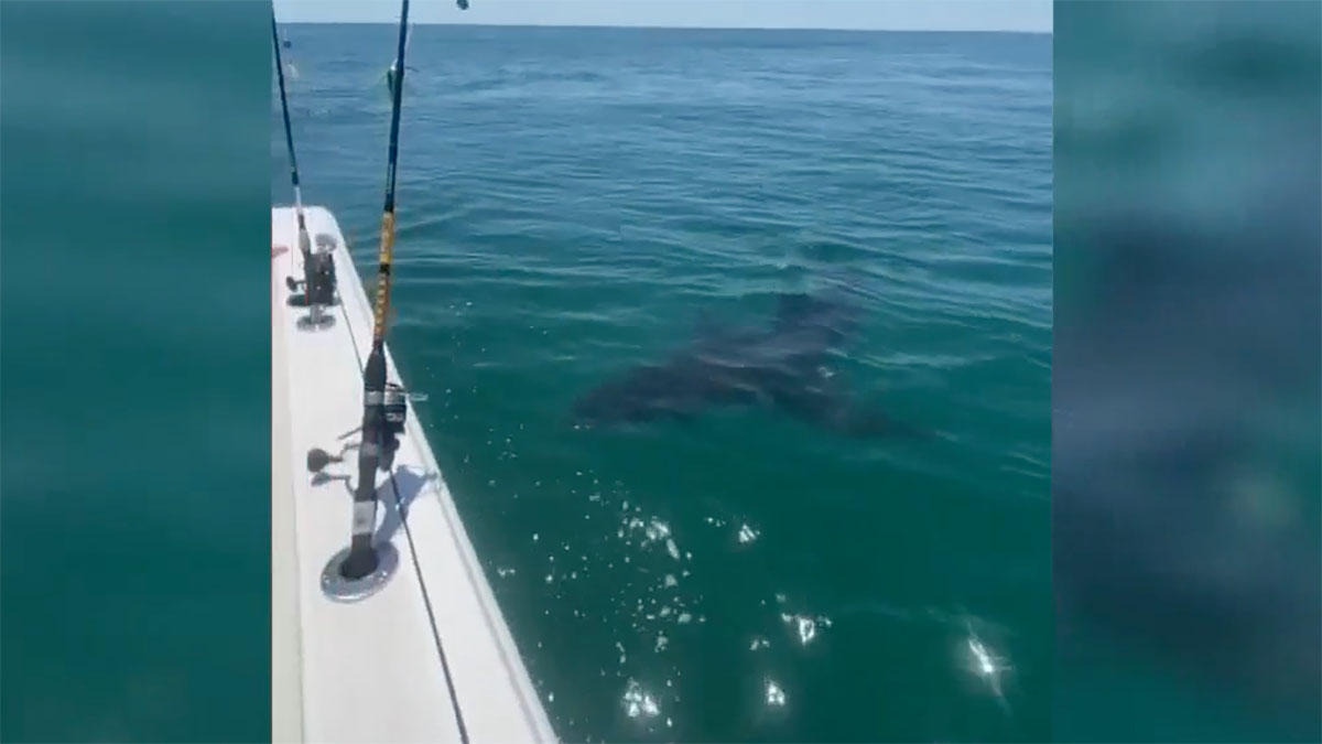 12-foot-long great white shark spotted off NJ shore