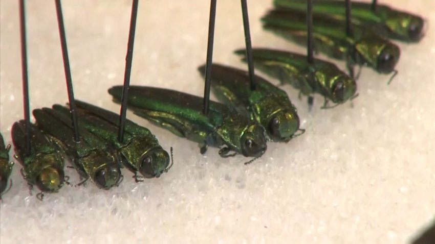 Emerald ash borer specimens.