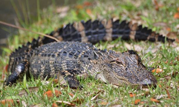 One Dead in Myrtle Beach Area After Alligator Attack – NBC 5 Dallas-Fort Worth - Vimarsana News