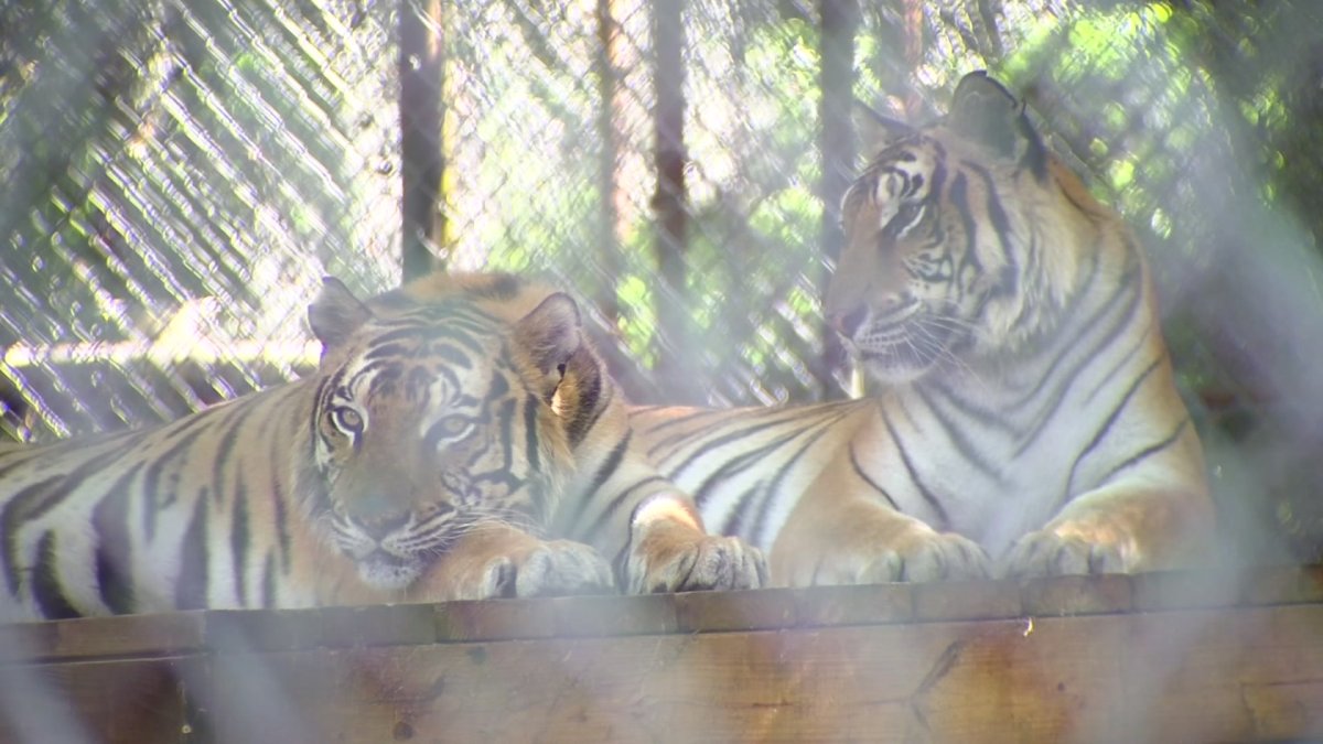 Wildlife Sanctuary Wylie Diagnostic Challenges and Medical Intervention