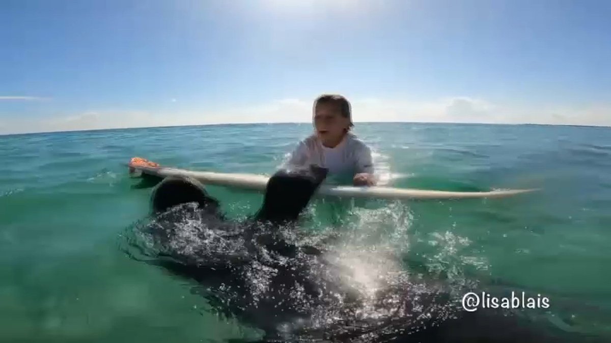 Manatee Caught on Camera Using Child's Surfboard Near Fort Pierce – NBC 5 Dallas-Fort Worth - Vimarsana News