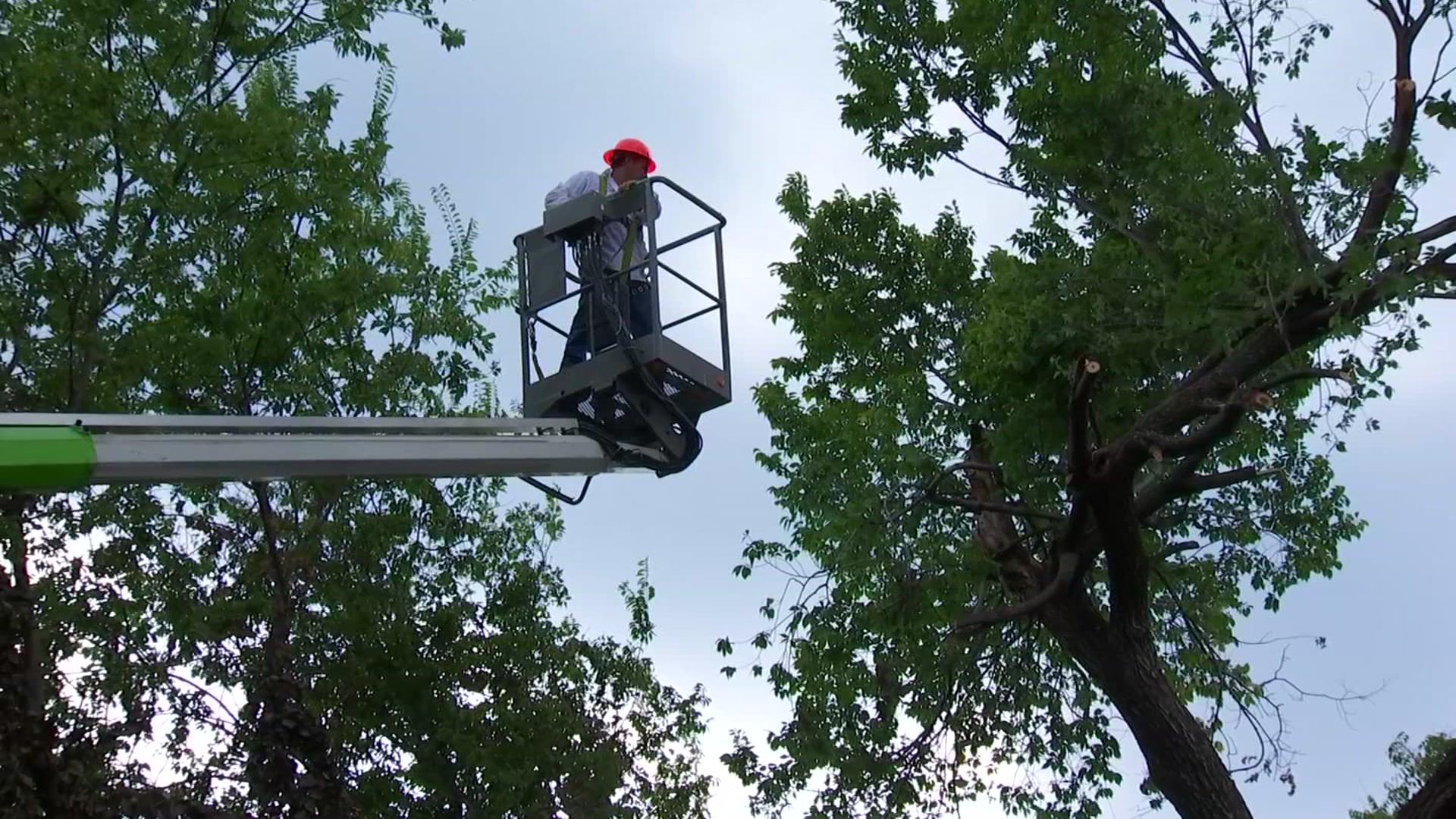 Dangerous Tree Removed From Fair Park Neighborhood Nbc 5 Dallas Fort Worth