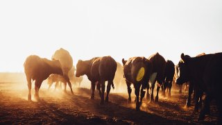 Free range brown cows grazing on dusty open land