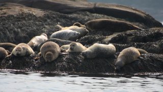 Harbor Seals in Boothbay, Maine.