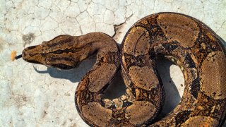 File photo of a red-tailed boa constrictor. Police did not immediately release what type of snake nearly killed a man in Lehigh Valley, Pennsylvania