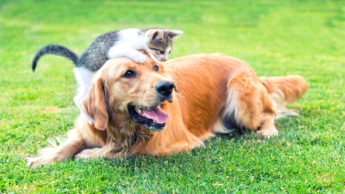 Everything to Know About 2022 Clear the Shelters in Texas – NBC 5 Dallas-Fort Worth - Vimarsana News