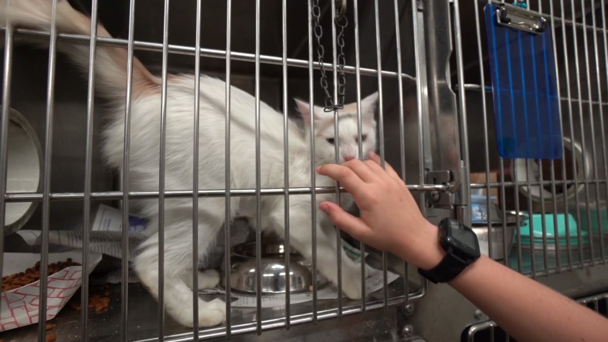 Fort Worth Animal Shelter's Creative Way to Find Care – NBC 5 Dallas-Fort Worth Fort Worth Animal Shelter's Creative Way to Find Care – NBC 5 Dallas-Fort Worth