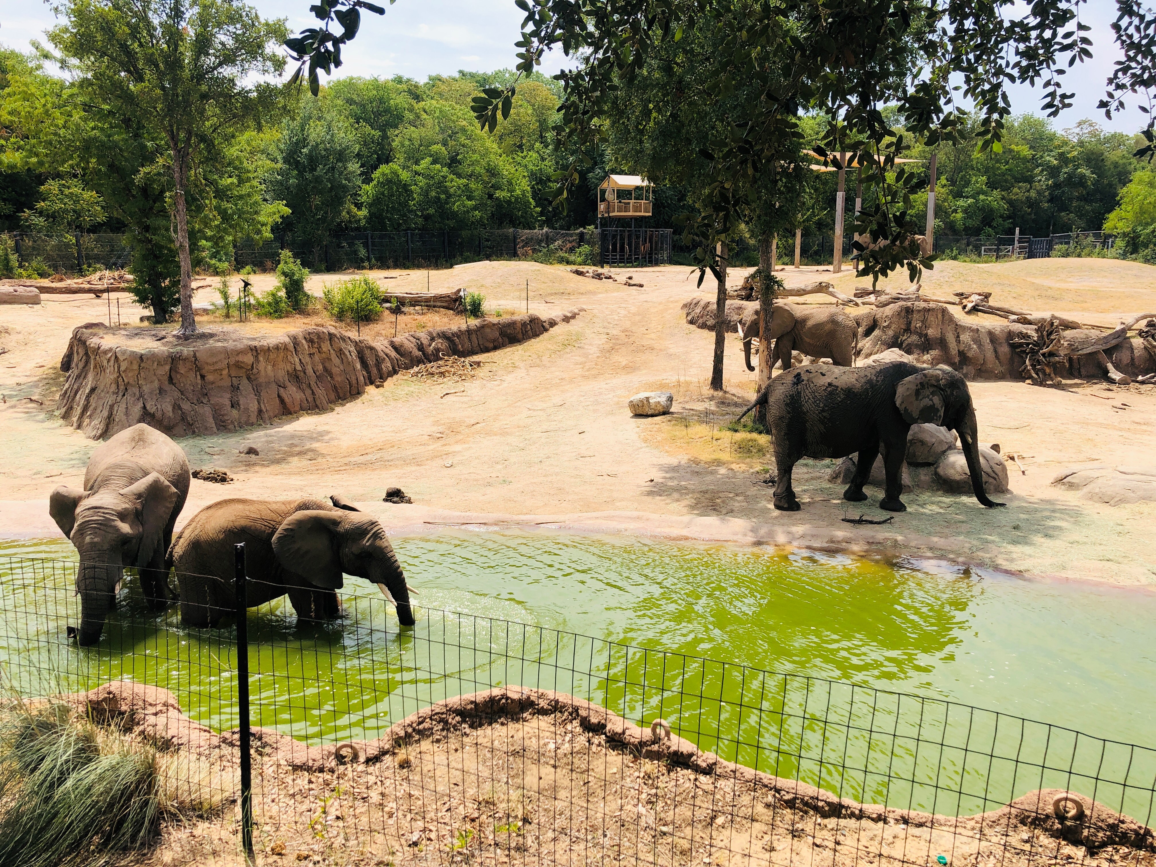 How the Dallas Zoo Kept Visitors Cool on Dollar Day NBC 5 DallasFort