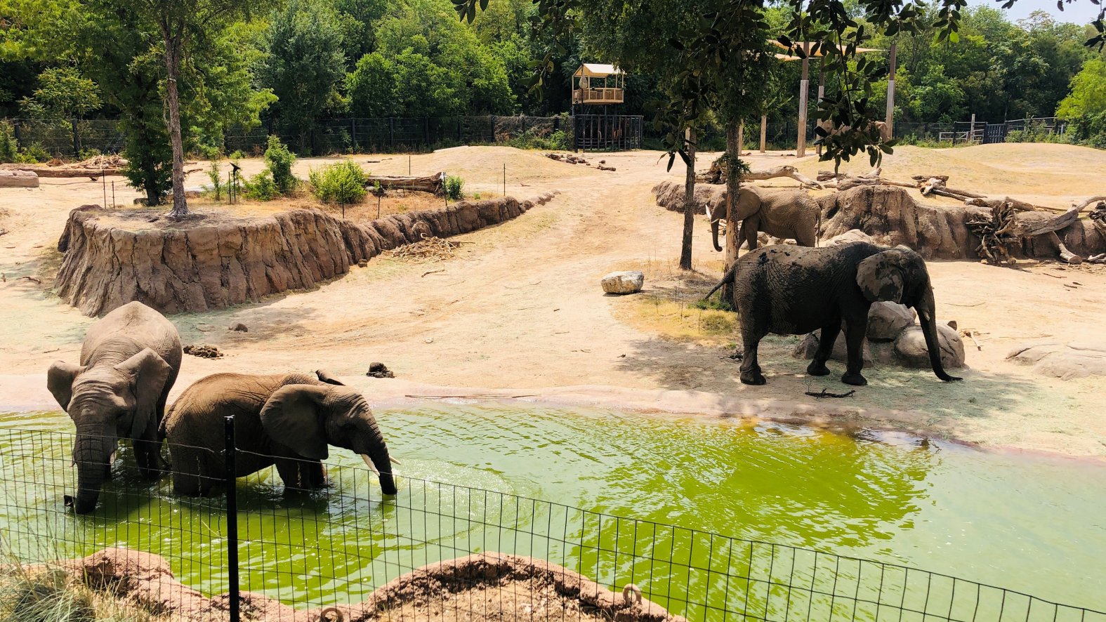 Web hours of operation the dallas zoo is open 364 days a year! How the Dallas Zoo Kept Visitors Cool on Dollar Day NBC 5 DallasFort